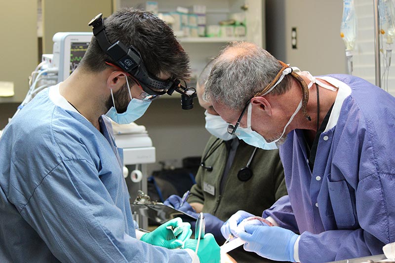 oral surgeons at work